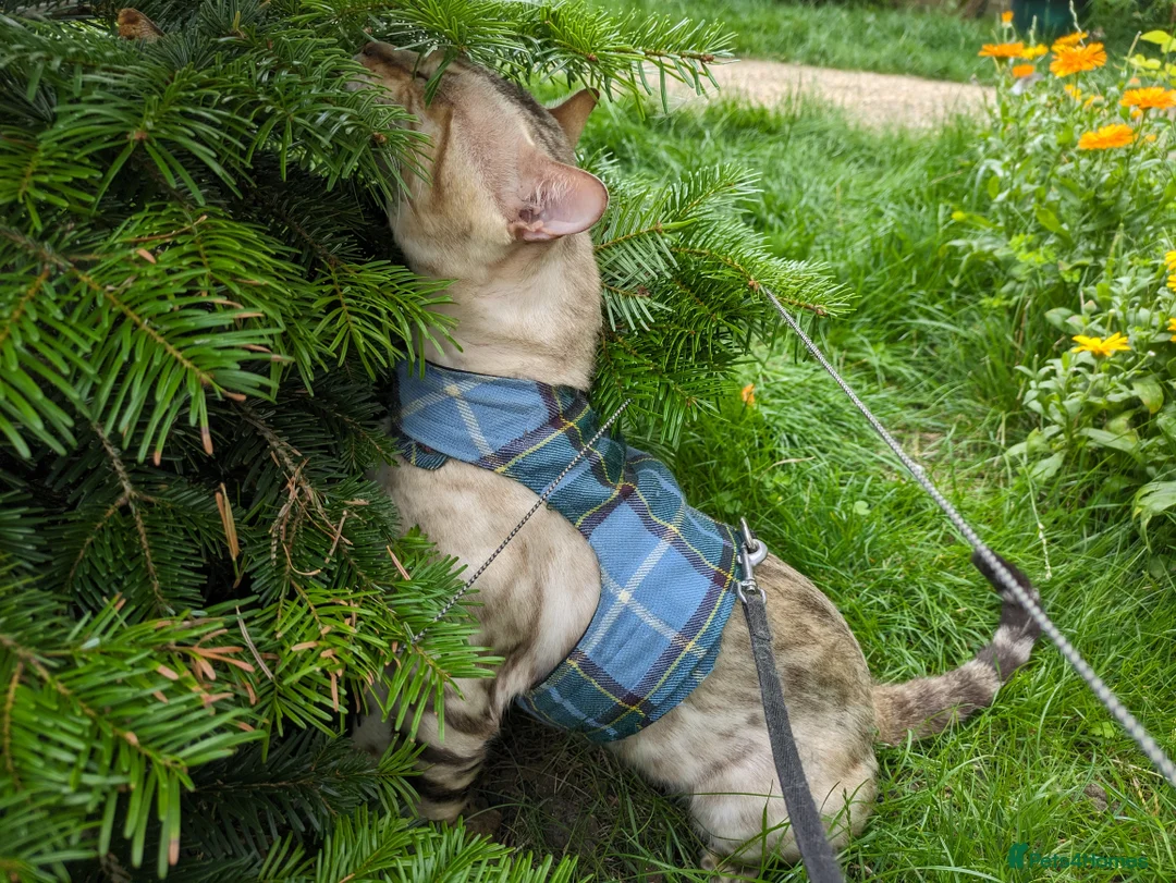 Bengal cats for stud: AMAZING SNOW LYNX STUD BENGAL TICA reg  in Harlow - Advert 32