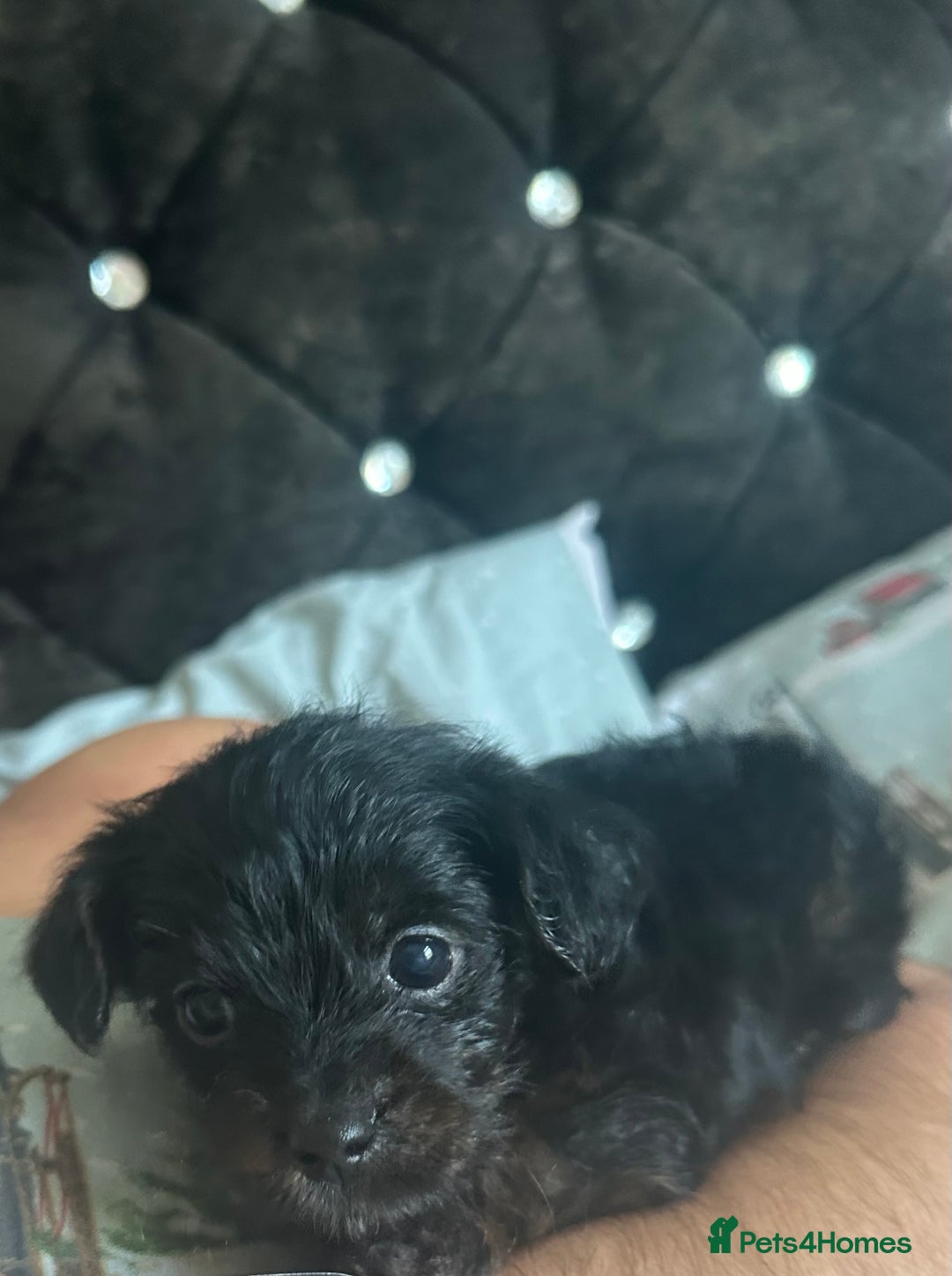 Mixed Breed dogs for sale: Yorkiepoo - Advert 8