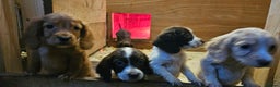 Cocker Spaniel dogs for sale: Beautiful cocker spaniels  - Advert 18