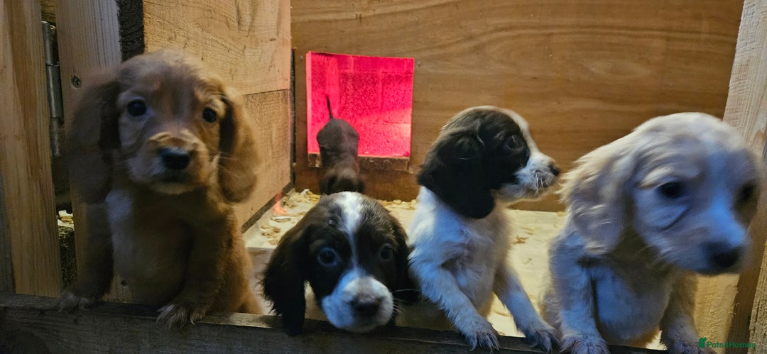 Cocker Spaniel dogs for sale: Beautiful cocker spaniels  - Advert 18