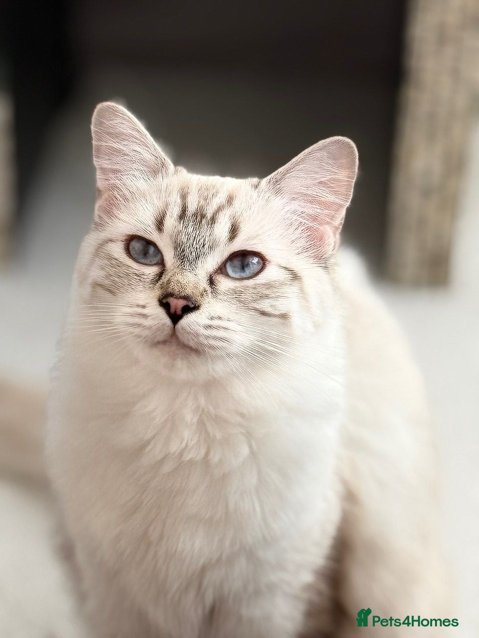 British Shorthair cats Adorable kittens, British short hair for rehome - Advert 2