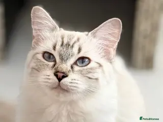 British Shorthair cats Adorable kittens, British short hair for rehome - Advert 2