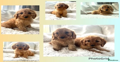 Cockapoo dogs - Advert 10