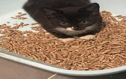 Mixed Breed cats for sale: 3 black and white kittens  - Image 3