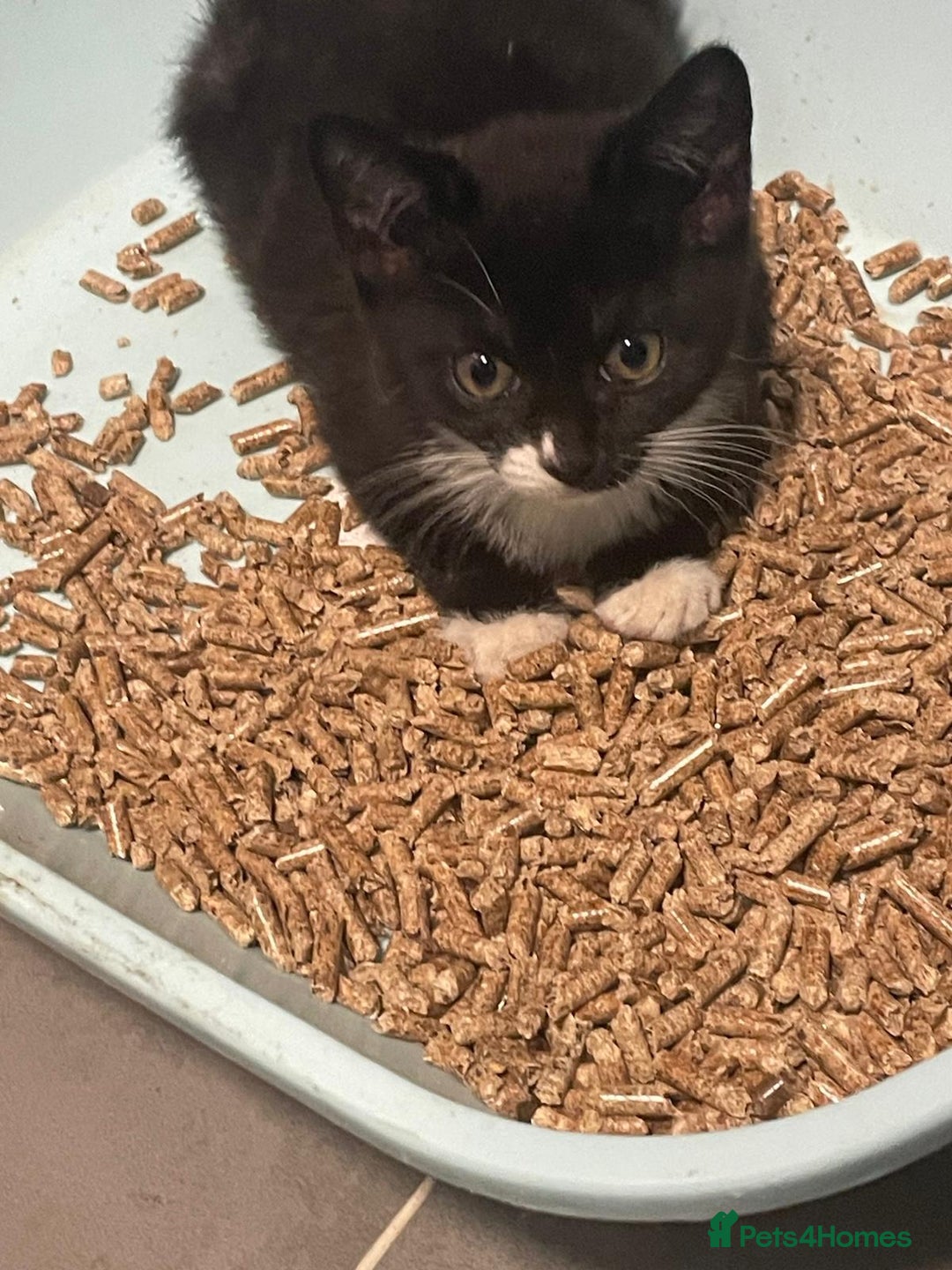 Mixed Breed cats for sale: 3 black and white kittens  - Image 3