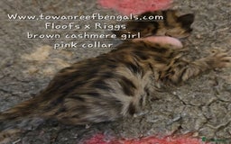 Bengal cats for sale: Rare cashmere tica registered bengals  - Image 6