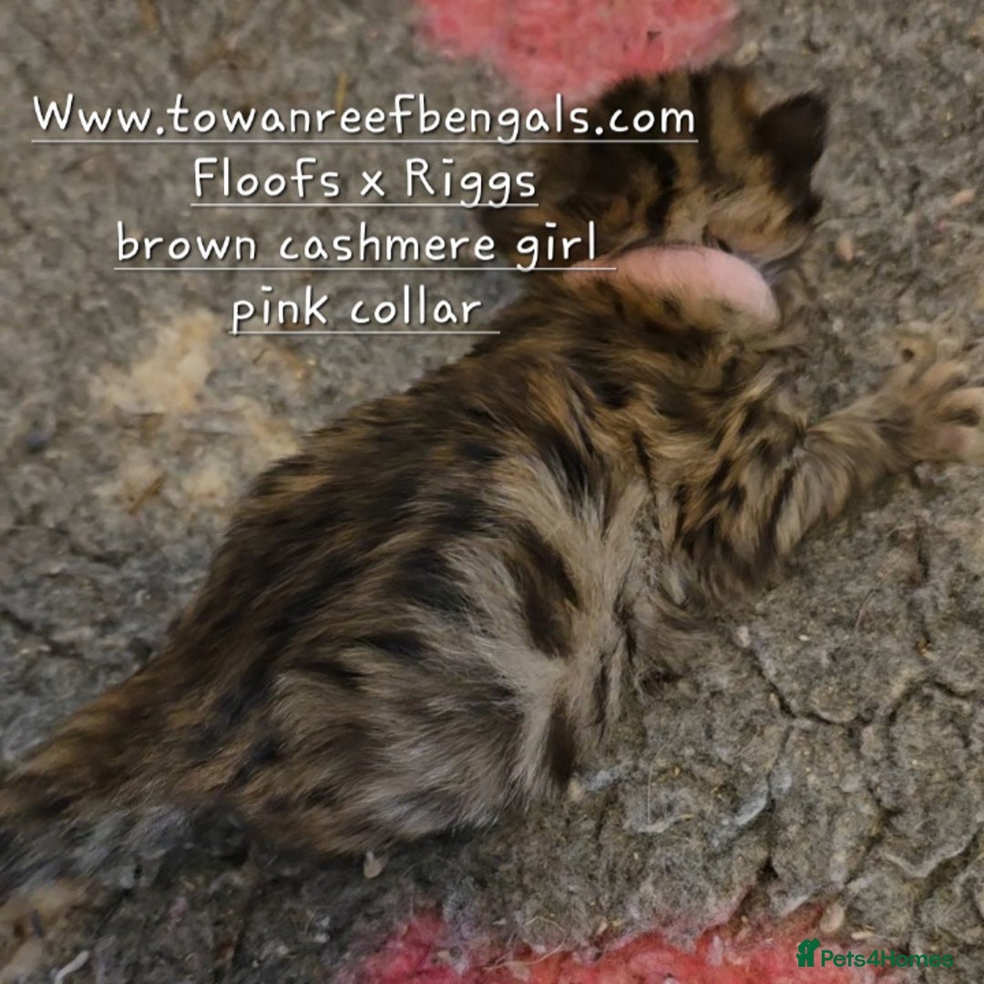 Bengal cats for sale: Rare cashmere tica registered bengals  - Image 6