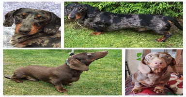 Miniature Dachshund dogs in Wolverhampton - Advert 16