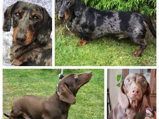 Miniature Dachshund dogs in Wolverhampton - Advert 34