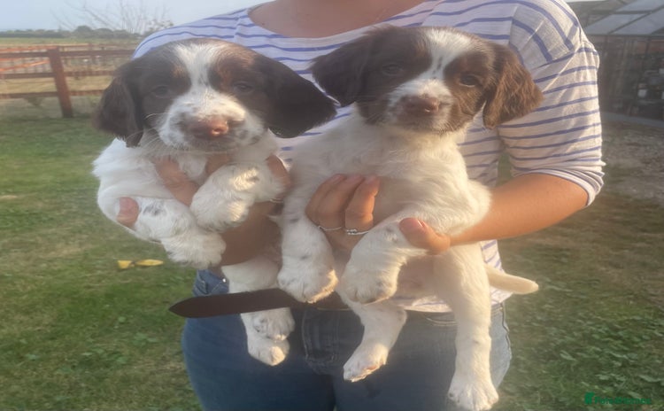 English Springer Spaniel dogs - Advert 1