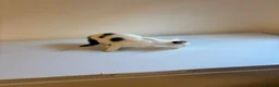 Mixed Breed cats for sale: 9 Adorable Mixed-Breed Kittens for Sale – £90  - Advert 31