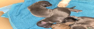 Chihuahua Puppy 2
