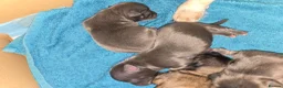 Chihuahua dogs for sale: Absolutely beautiful chihuahua puppies - Advert 4