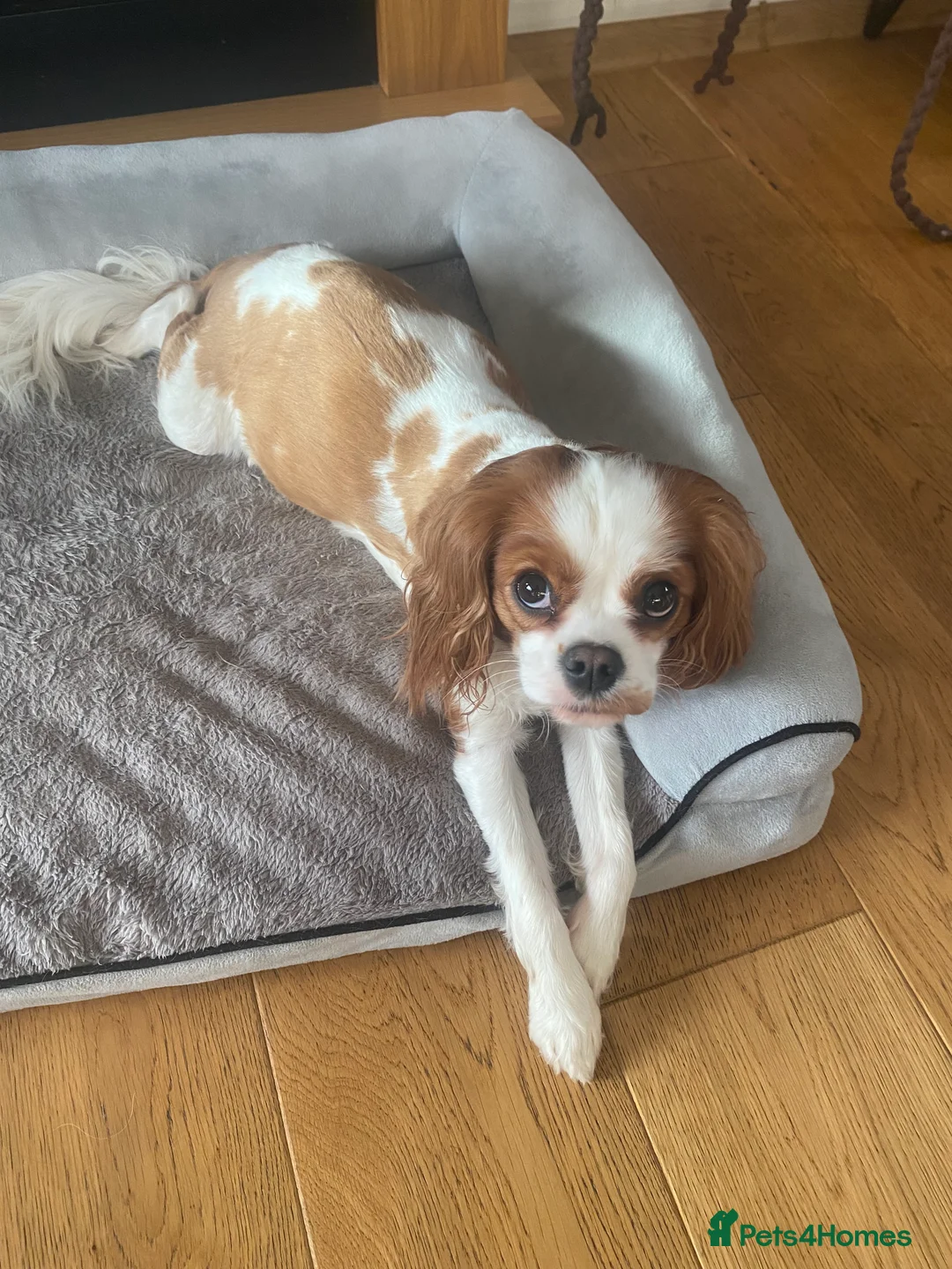 Cavalier King Charles Spaniel dogs for sale: Cavalier King Charles Spaniel boy - Advert 18