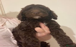 Mixed Breed dogs for sale: Amazing Cockerpoo/Bernadoodle puppies ❤️🐶 - Image 6