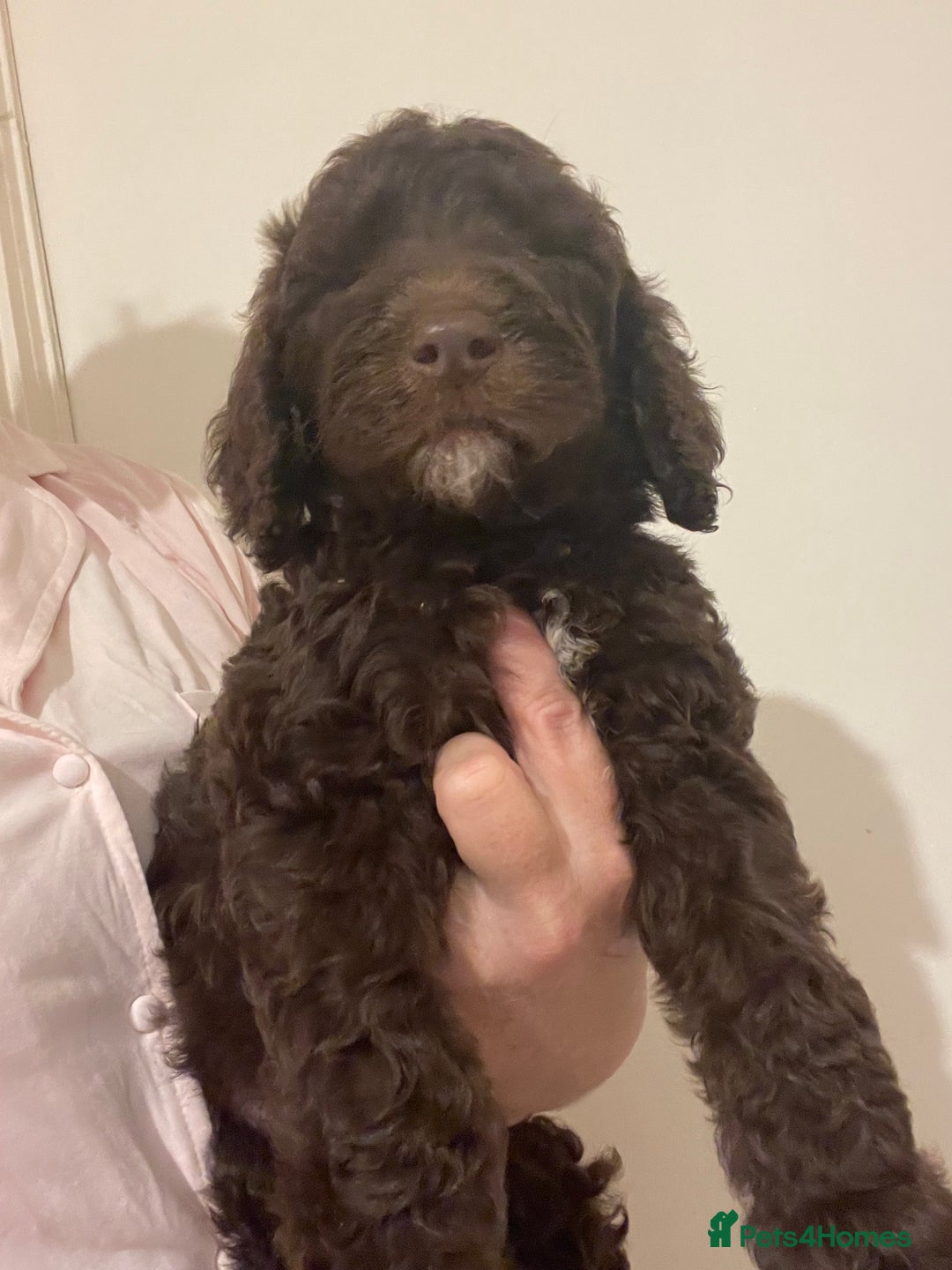 Mixed Breed dogs for sale: Amazing Cockerpoo/Bernadoodle puppies ❤️🐶 - Image 6