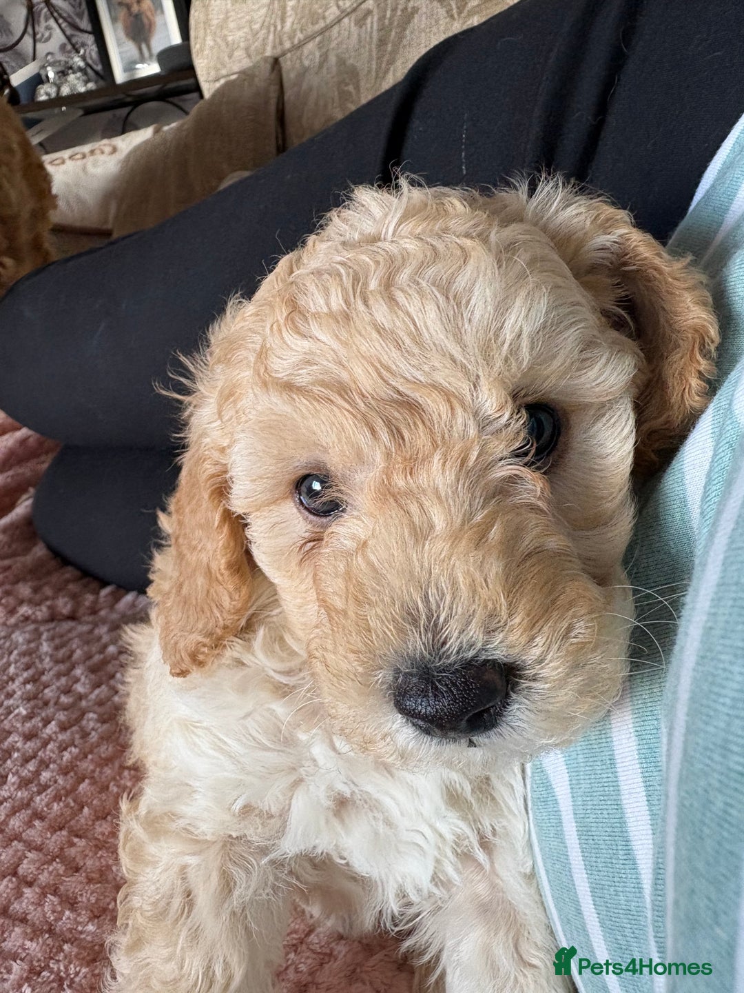 Toy Poodle dogs for sale: Stunning litter of Toy Poodles - Image 20
