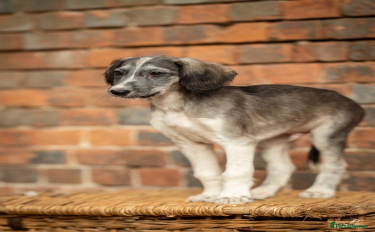 Saluki dogs ✨Pure Persian Saluki, Country Of Origin Saluki✨ - Advert 1