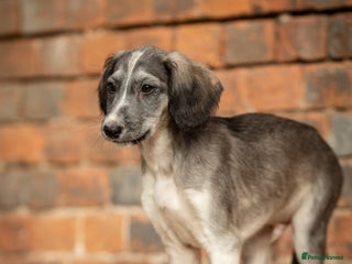 Saluki dogs ✨Pure Persian Saluki, Country Of Origin Saluki✨ - Advert 5