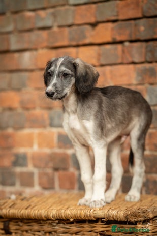 Saluki dogs ✨Pure Persian Saluki, Country Of Origin Saluki✨ - Advert 5