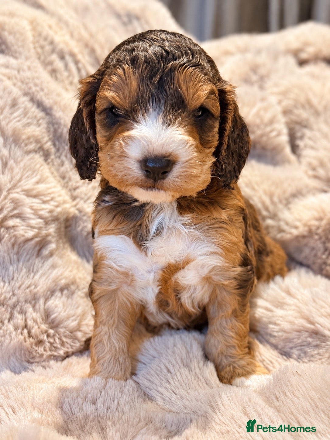 Cockapoo dogs Stunning red sable and red F1 Cockapoo’s - Advert 1
