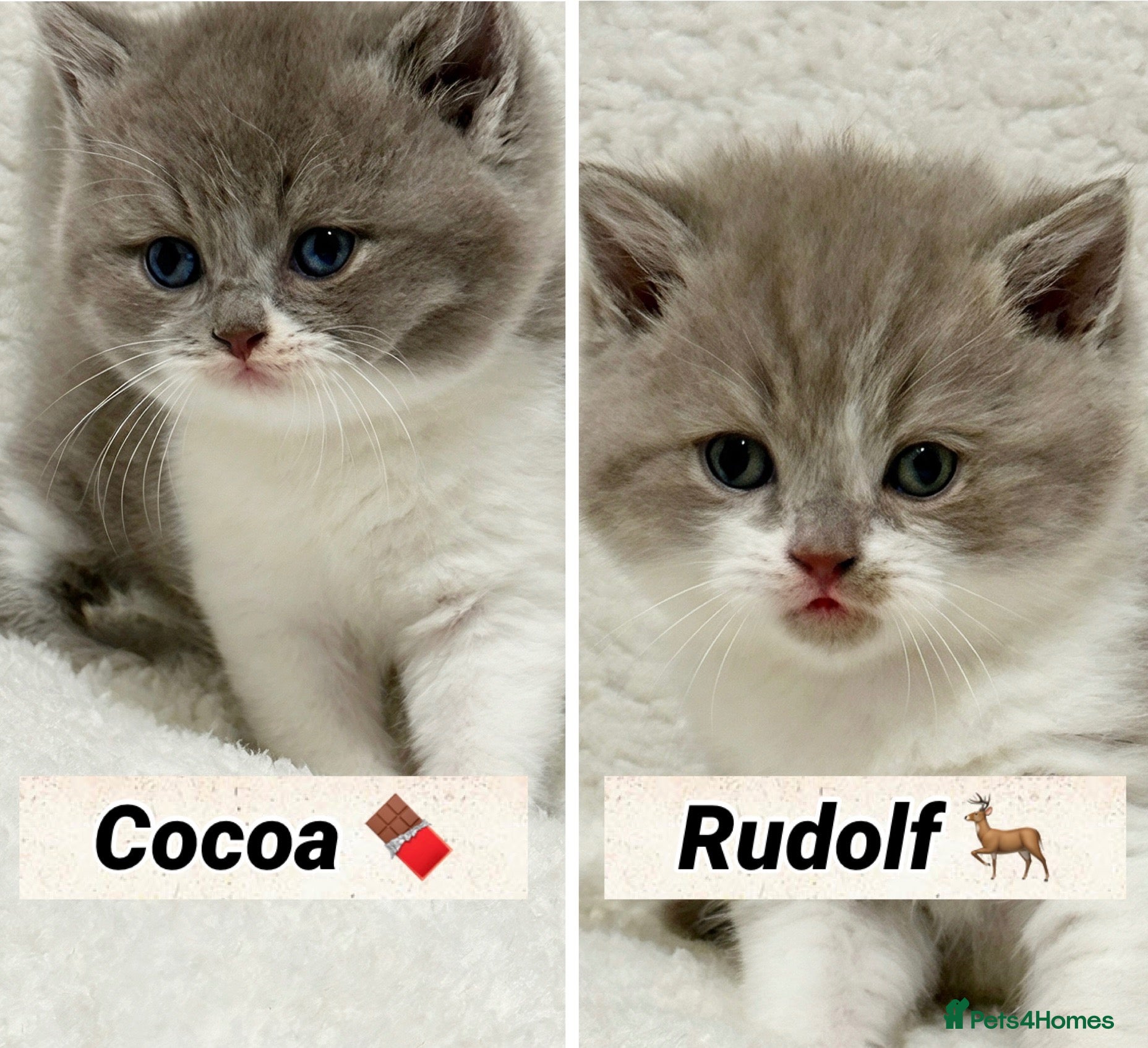 British Shorthair cats British shorthair kittens  - Advert 1