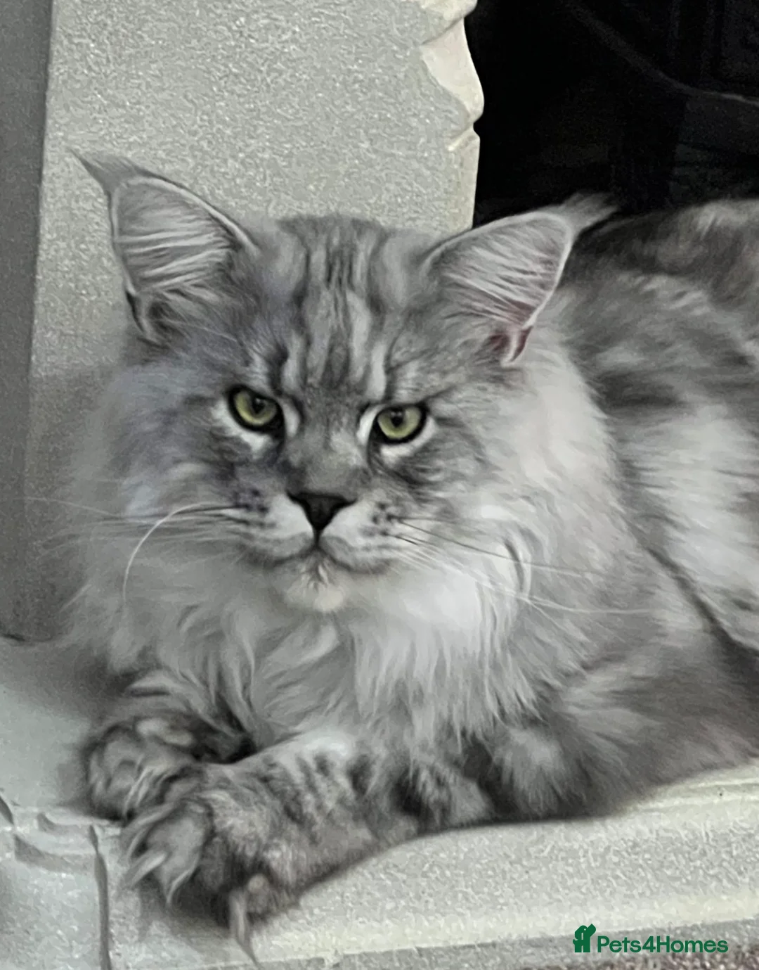 Maine Coon cats for stud: TICA champion and ICWW Maine Coon stud available  in Brighouse - Advert 23