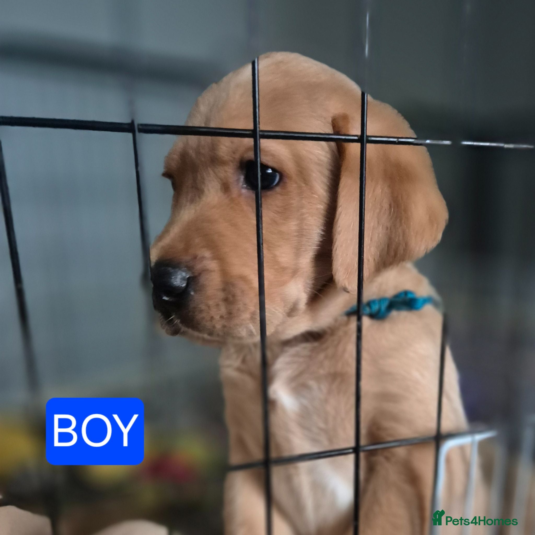 Labrador Retriever dogs Pedigree fox red labrador puppies FTC bloodlines. - Advert 1