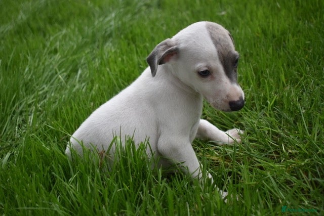 Whippet dogs Beautiful Pedigree Whippet Puppies.  - Advert 13