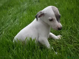 Whippet dogs Beautiful Pedigree Whippet Puppies. - Advert 13