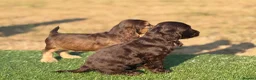 Cocker Spaniel dogs for sale: Beautiful top quality show type cocker spaniel  - Advert 4