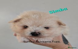 Mixed Breed dogs for sale: F1 Maltipom puppies from health tested parents  - Image 2