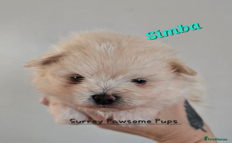 Mixed Breed dogs - Advert 3