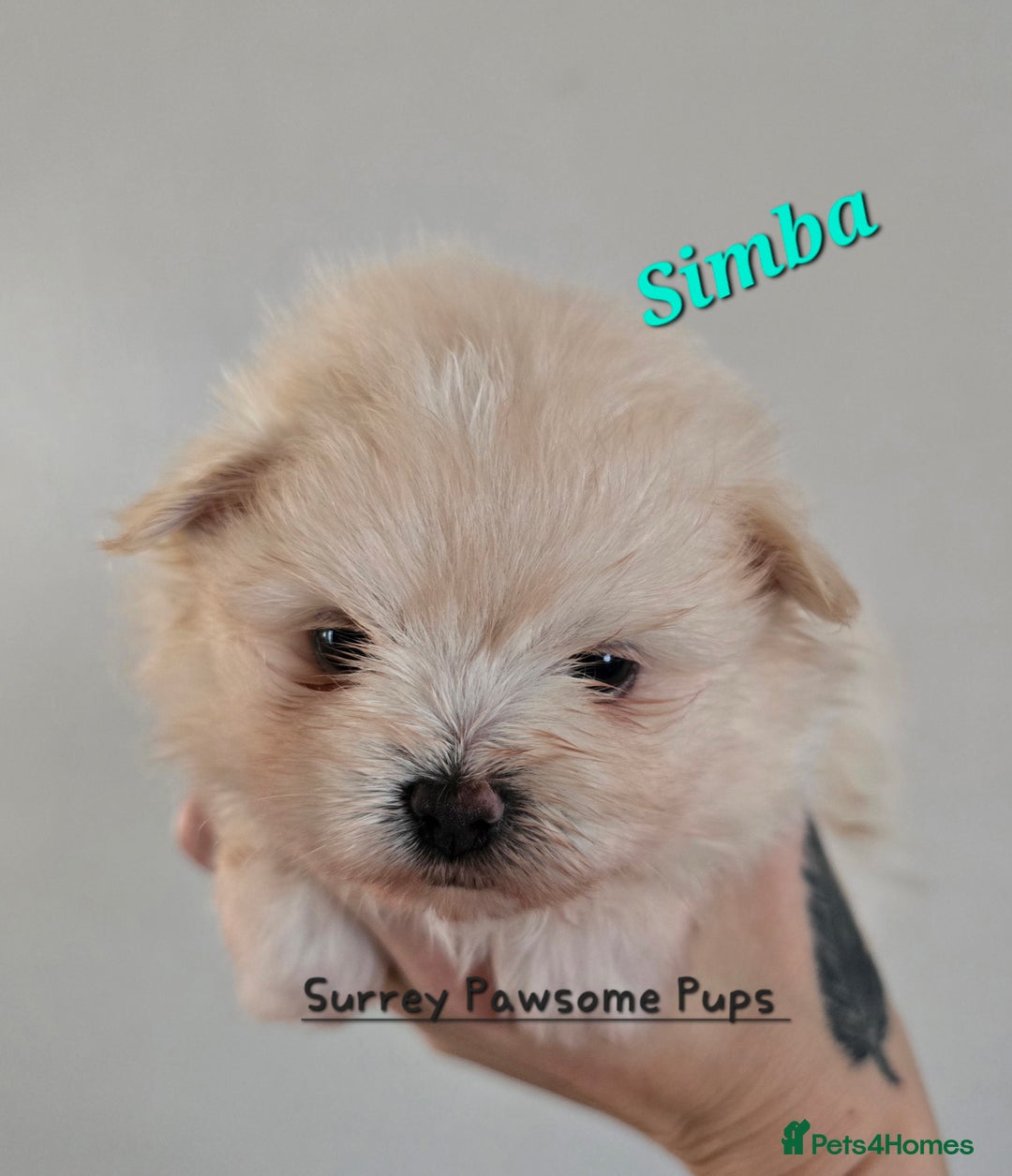 Mixed Breed dogs for sale: F1 Maltipom puppies from health tested parents  - Image 2