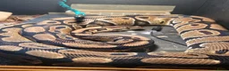 Python Snake reptiles for sale: Ball Python looking for a new home - Advert 2