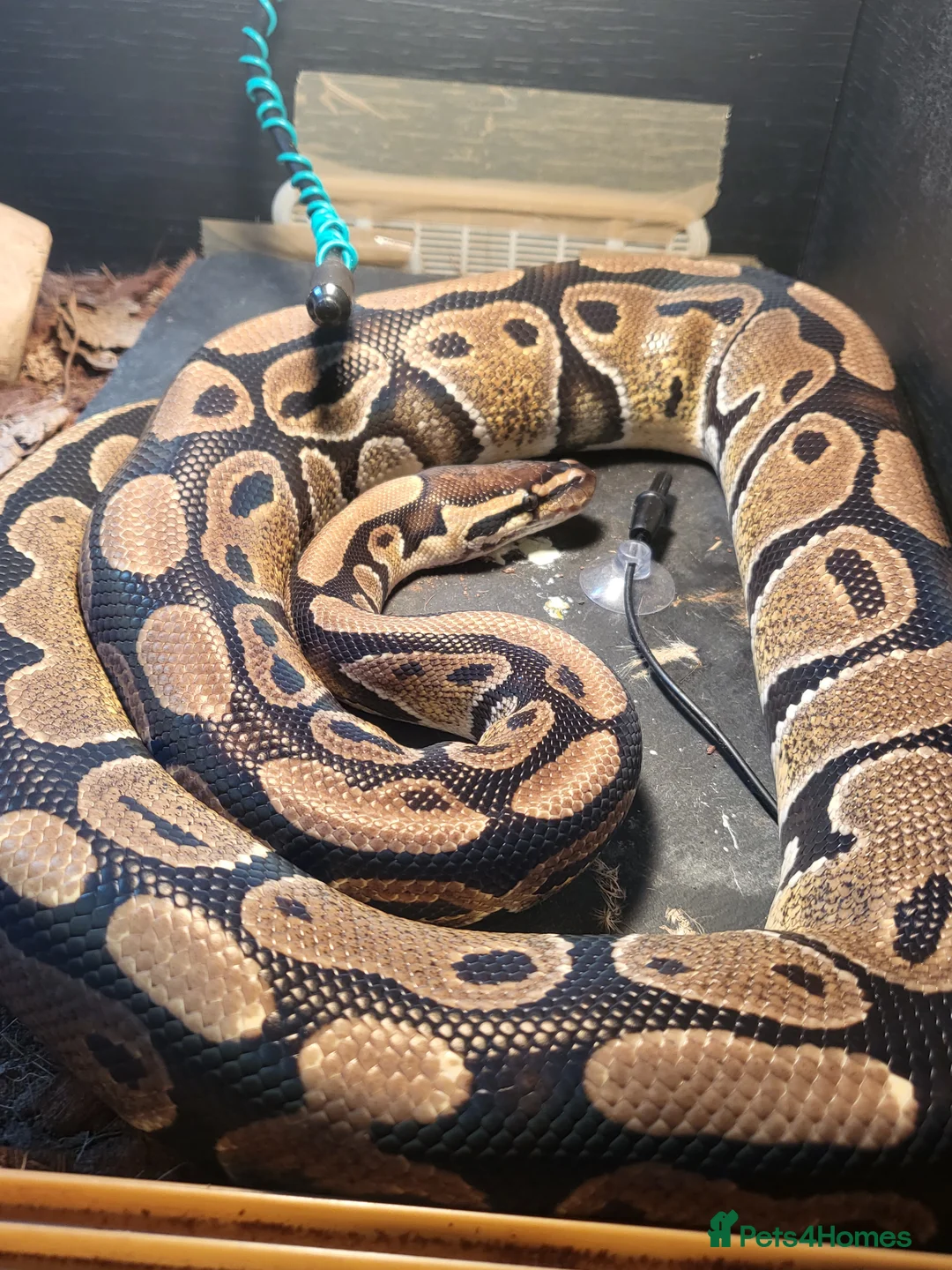 Python Snake reptiles for sale: Ball Python looking for a new home - Advert 2