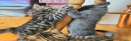 Mixed Breed cats for sale: Elven Bengal Kittens  - Advert 24