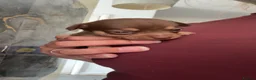 Chihuahua dogs for sale: 🐾 Beautiful Chihuahua Puppies for Sale 🐾 - Advert 10