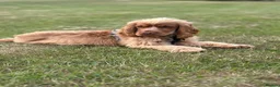 Cocker Spaniel dogs for stud: KC Golden Show Cocker Stud - Advert 19