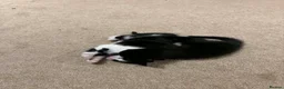 Mixed Breed cats for sale: 4 adorable kittens - Advert 3