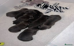 Staffordshire Bull Terrier dogs for sale: Rein X Pharron Bullsaff puppies - Image 4