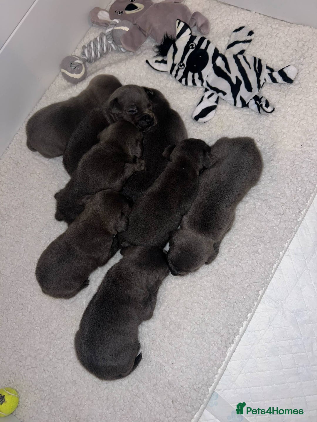 Staffordshire Bull Terrier dogs for sale: Rein X Pharron Bullsaff puppies - Image 4