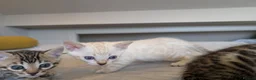 Bengal cats for sale: 🤍🤎🖤 GORGEOUS BENGAL KITTENS 🖤🤎🤍 - Advert 23