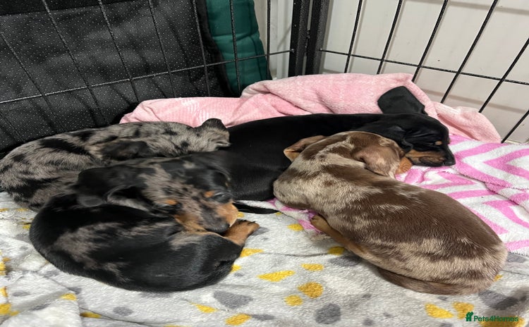 Miniature Dachshund dogs - Advert 3