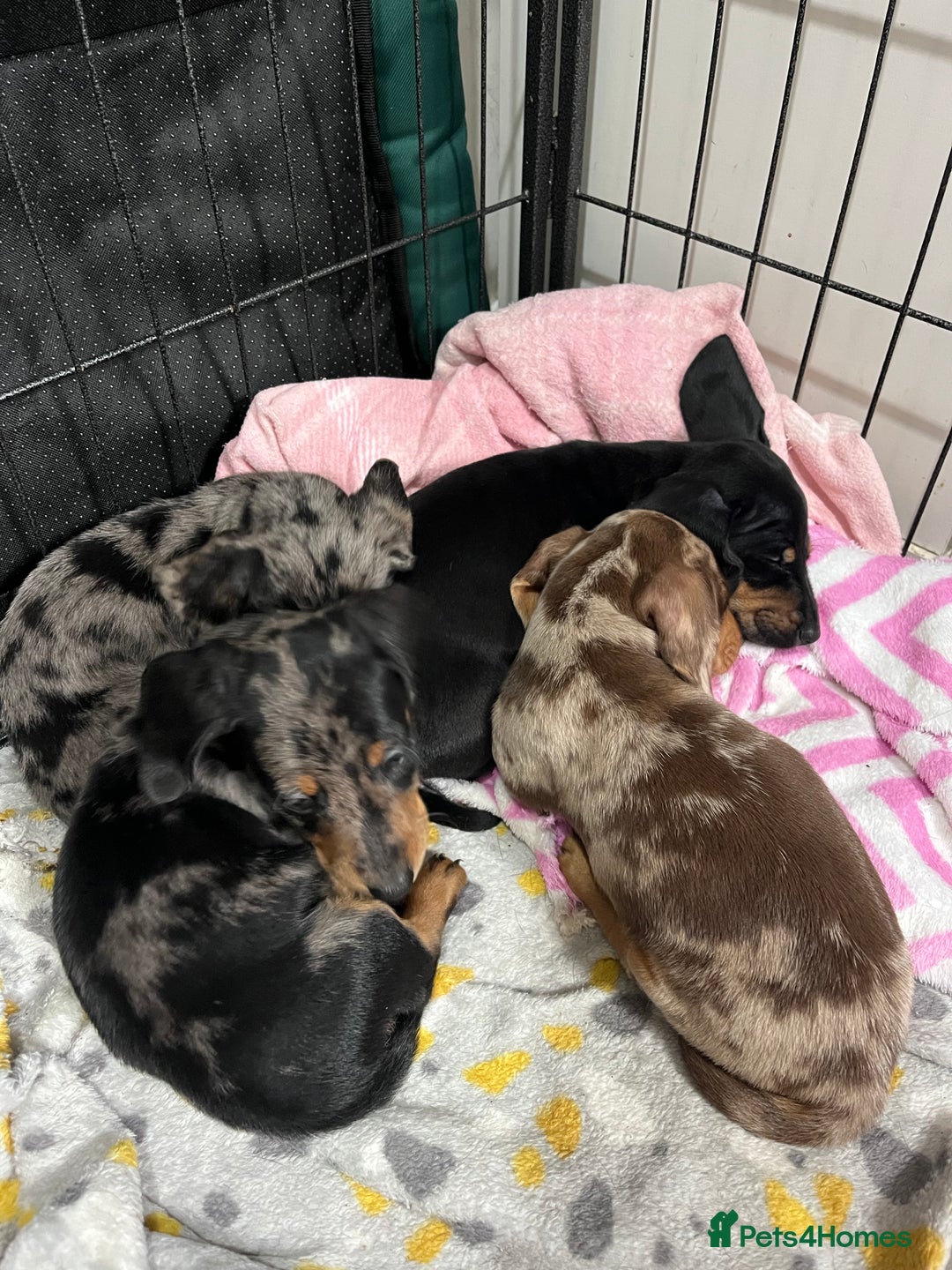 Miniature Dachshund dogs for sale: Stunning miniature dachshund puppies  - Image 1