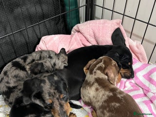 Miniature Dachshund dogs - Advert 4