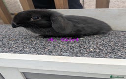 Mini Lop rabbits for sale: Mini lop babies  - Image 4