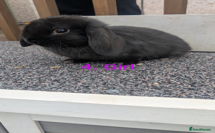 Mini Lop rabbits - Advert 11