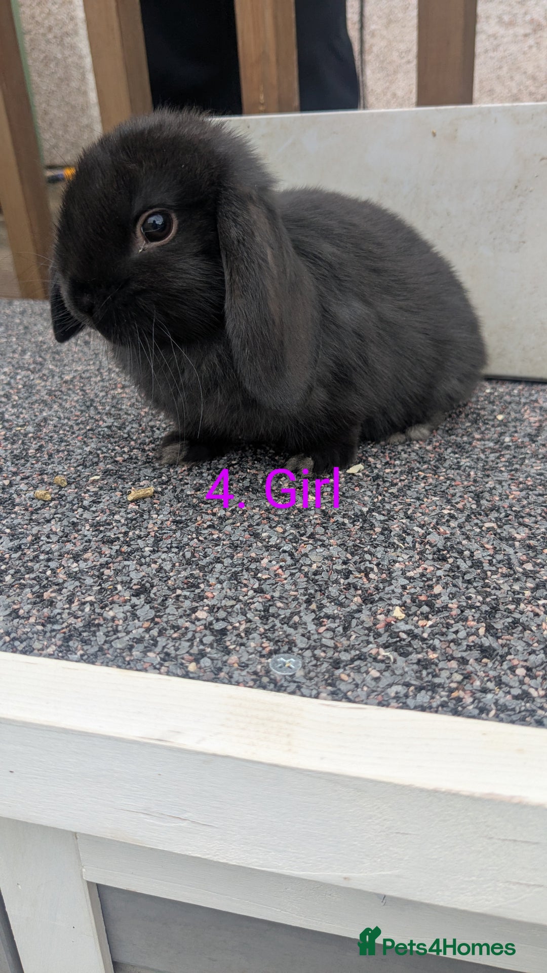 Mini Lop rabbits for sale: Mini lop babies  - Image 4