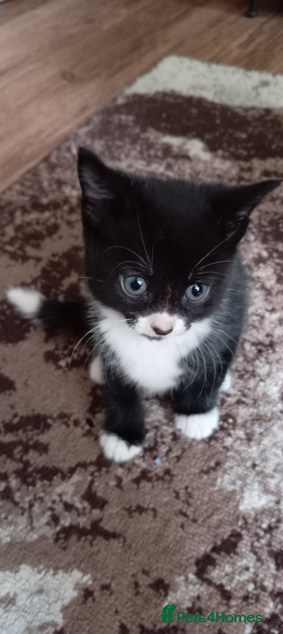 Mixed Breed cats for sale: Gorgeous tuxedo kittens  - Advert 4